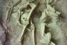 A grave with bones that were analysed