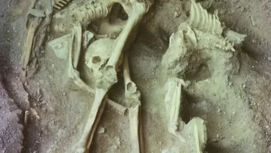 A grave with bones that were analysed