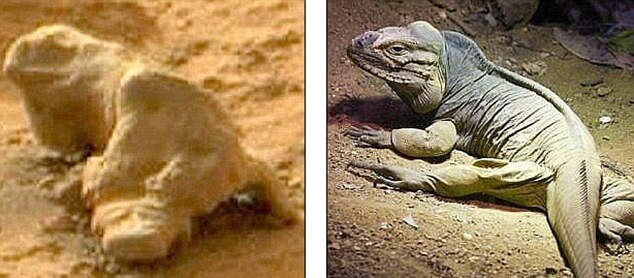 An unusual rock (left) spotted in NASA's archives of images sent back from Mars was claimed to have a striking resemblance to a fossilised iguana (right)
