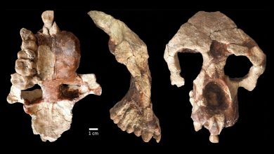 A new face and partial brain case of Anadoluvius turkae, a fossil hominine – the group that includes African apes and humans – from the Çorakyerler fossil site located in Central Anatolia, Turkey.