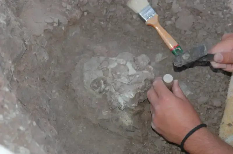Excavation of the Anadoluvius turkae fossil, a significantly well-preserved partial cranium uncovered at the Çorakyerler fossil site in Turkey in 2015. The fossil includes most of the facial structure and the front part of the braincase. 