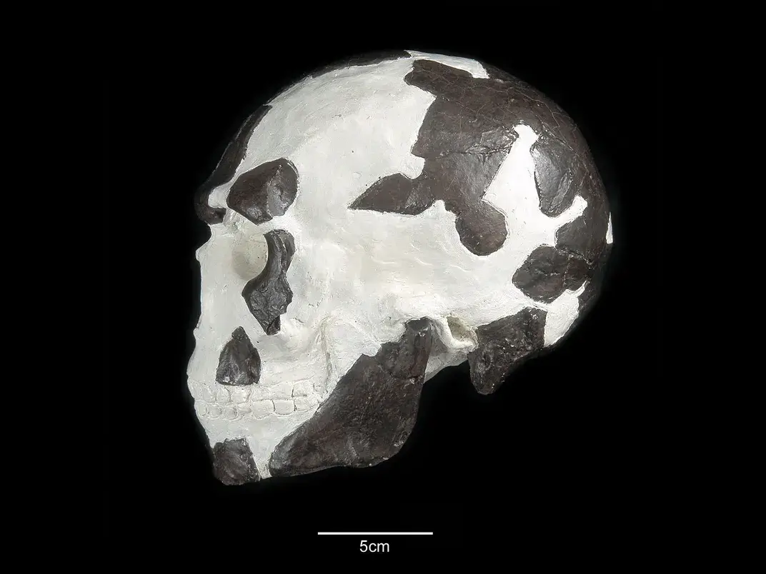 A reconstruction of the Omo I skull discovered by Richard Leakey and colleagues in 1967. The Natural History Museum / Alamy Stock Photo