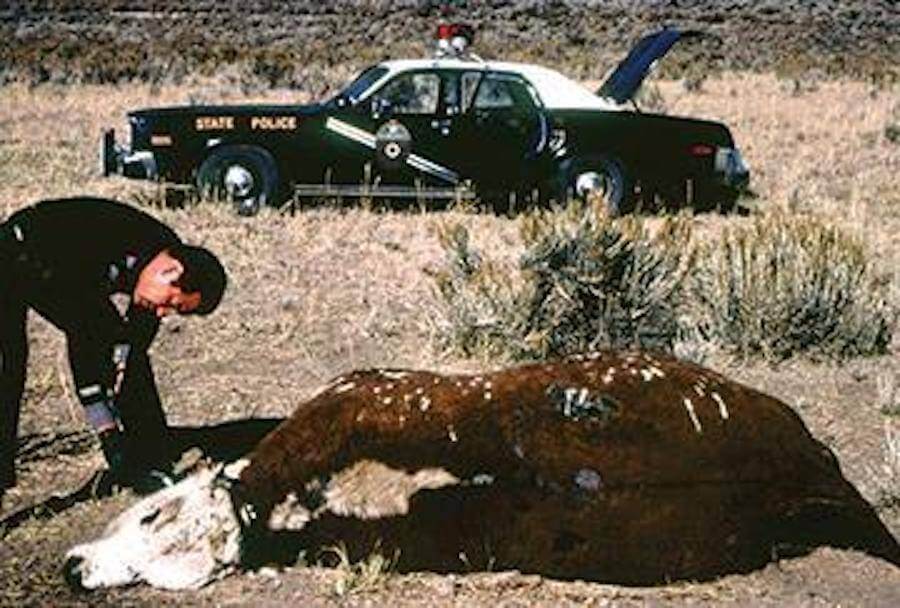Gabriel Valdez inspecting a mutilated cow in the 1970s. 