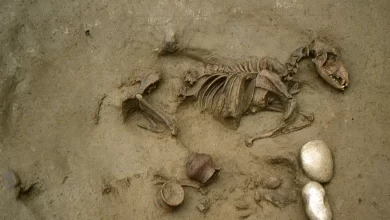 The remains of a dog buried next to a baby Laffranchi et al., 2024,