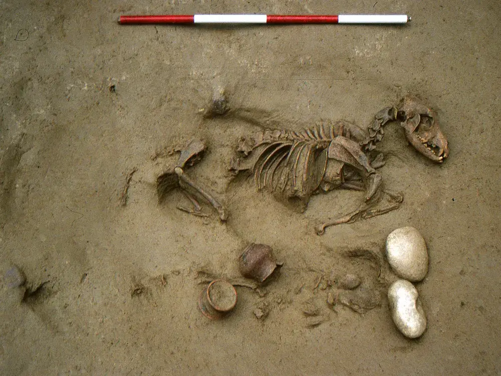 The remains of a dog buried next to a baby Laffranchi et al., 2024,