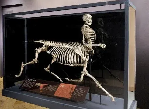 Greece: The Astonishing Discovery of A Half-Human, Half-Horse Skeleton In 1876