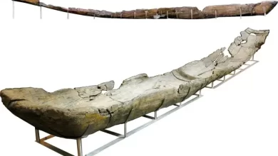 Made from alder wood, this canoe was thought to have been a fishing boat.