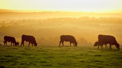 Over 80% Of The EU’s Farming Subsidies Support Emissions-Intensive Animal Products – New Study