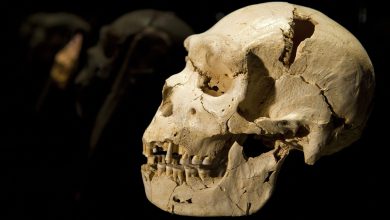 The skull of Homo erectus, an ancestor of modern humans.