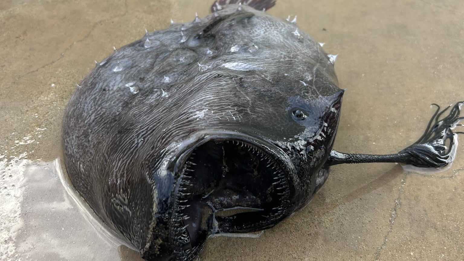 Female anglerfish possess a bioluminescent lure on their heads to attract prey. 