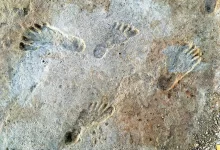 Fossilized footprints, preserved in gypsum mud that hardened over time, are estimated to be 23,000-21,000 years old.