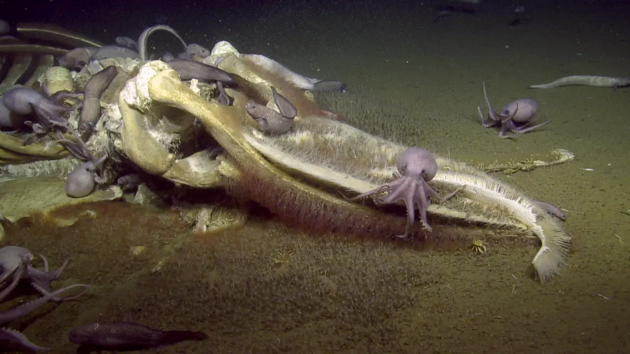 The remains of whales that sink to the ocean floor become biological oases. Since 1977, scientists had only identified about 50 such whale falls across the world’s oceans, but a recent effort uncovered a startling density of them off the coast of Los Angeles.