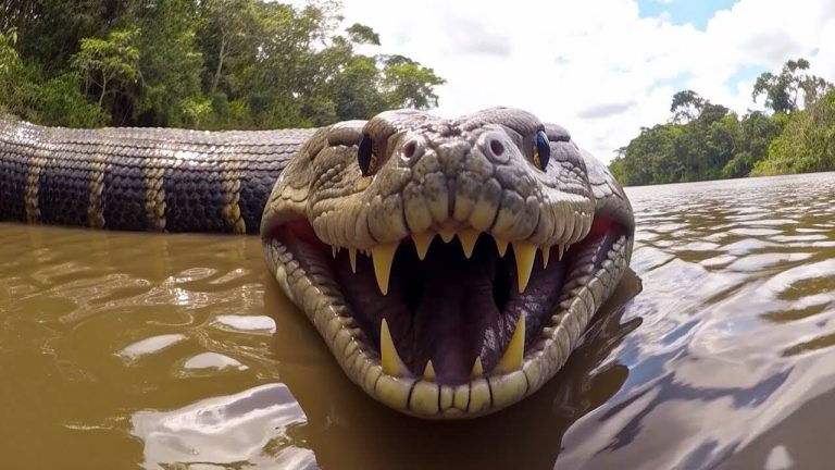 This Is Why You Should Never Be Alone In The Amazon!