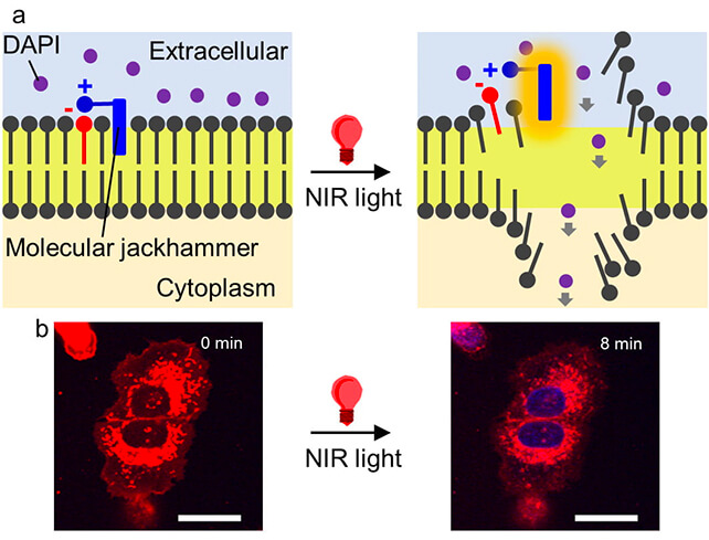 How the vibration mechanism works. (Ciceron Ayala-Orozco et al., Nature Chemistry, 2023)