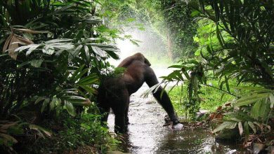 They Recorded It In The Amazon Jungle & Nobody Can Believe It!