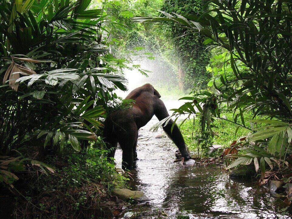 They Recorded It In The Amazon Jungle & Nobody Can Believe It!