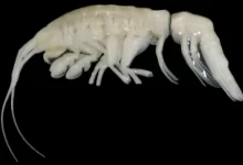 The creature, whose formal name is Dulcibella camanchaca, has been given the nickname 'darkness' by researchers.