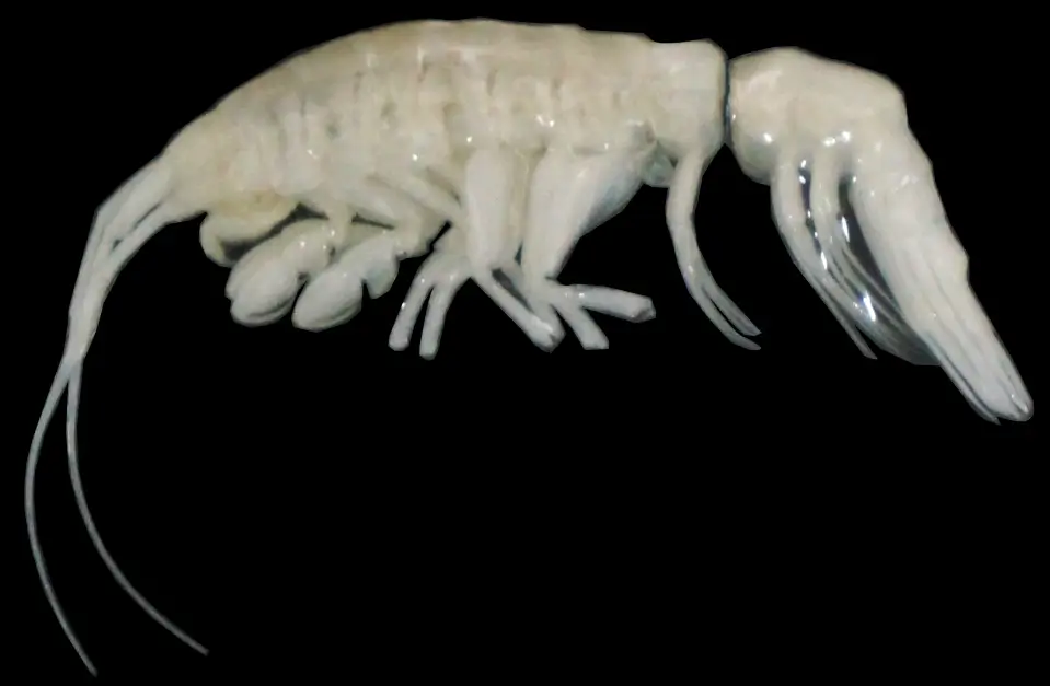 The creature, whose formal name is Dulcibella camanchaca, has been given the nickname 'darkness' by researchers.