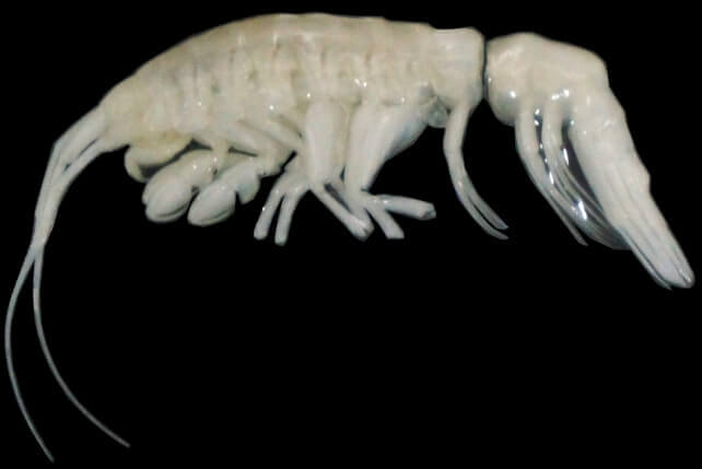 The newly discovered crustacean is the first large, active predatory amphipod from the extreme depths of the Atacama Trench. (Johanna Weston/WHOI)