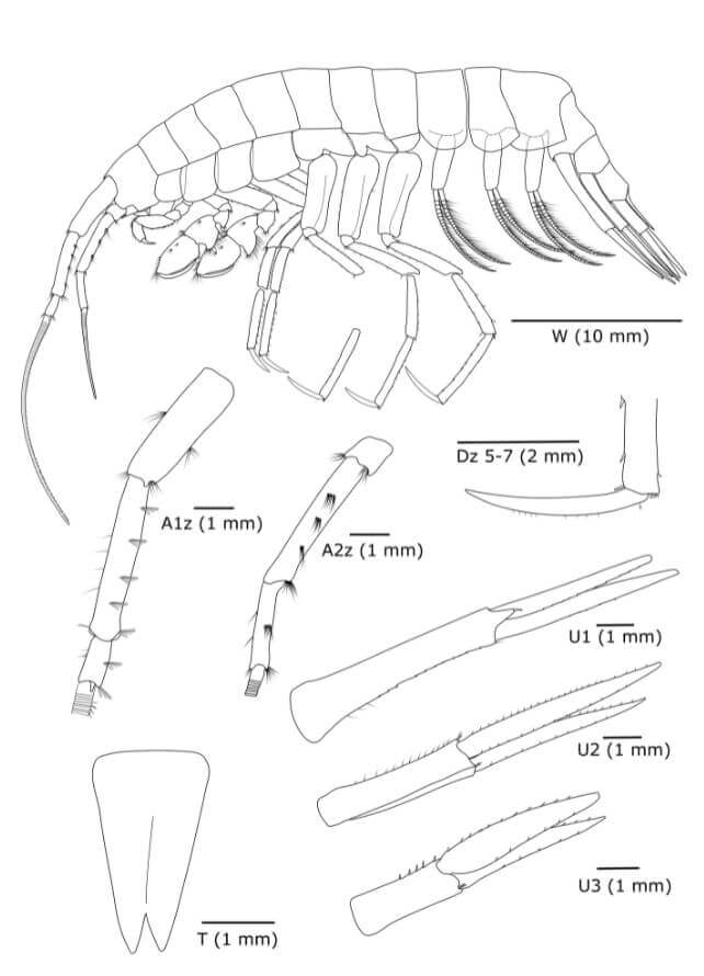 The newly discovered crustacean uses specialized raptorial appendages to capture and prey upon smaller amphipod species. (Johanna Weston/WHOI)