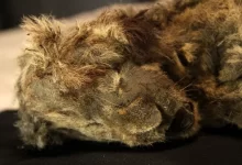 The specimen (pictured) was so well-preserved in permafrost that it's whiskers are still intact.