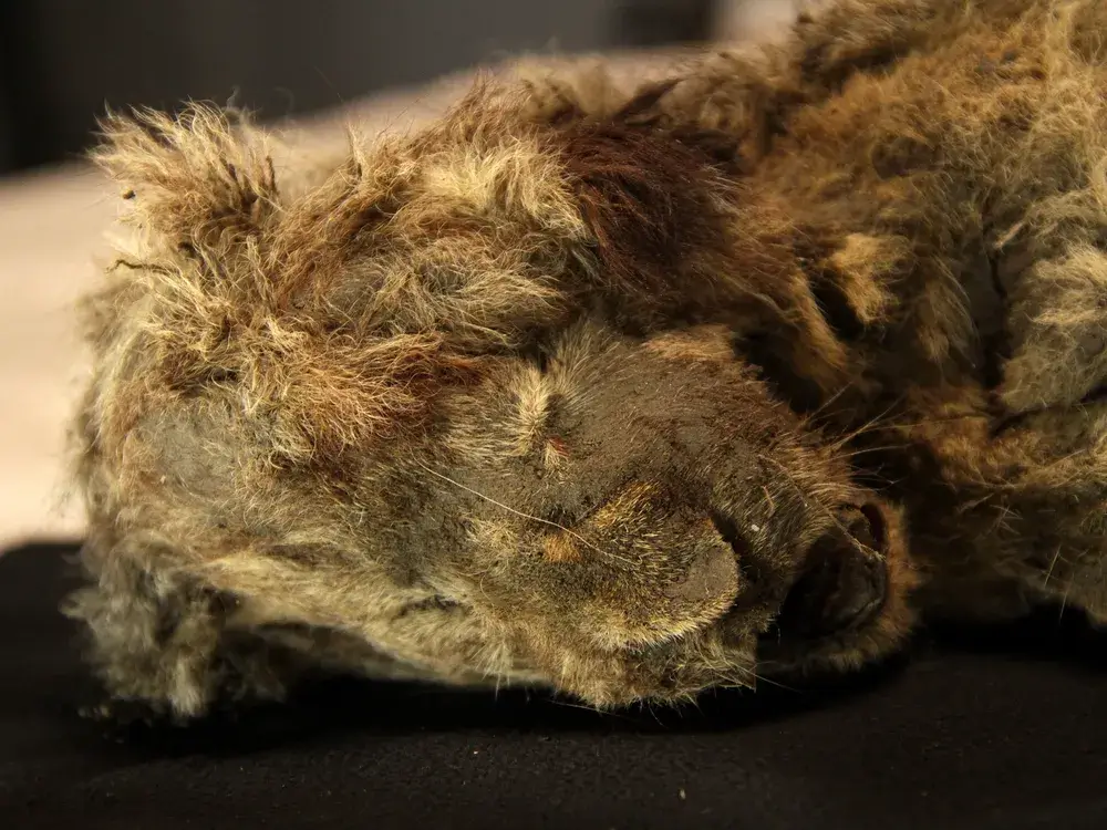 The specimen (pictured) was so well-preserved in permafrost that it's whiskers are still intact.