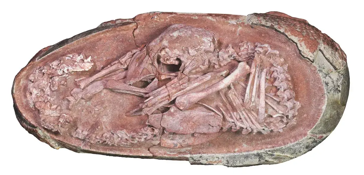 The oviraptorosaur embryo known as Baby Yingliang.