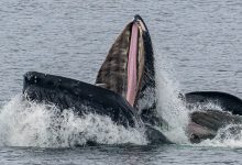 Horrifying Simulation Shows What Happens To Your Body If You Are Swallowed By A Whale