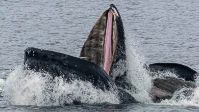 Horrifying Simulation Shows What Happens To Your Body If You Are Swallowed By A Whale