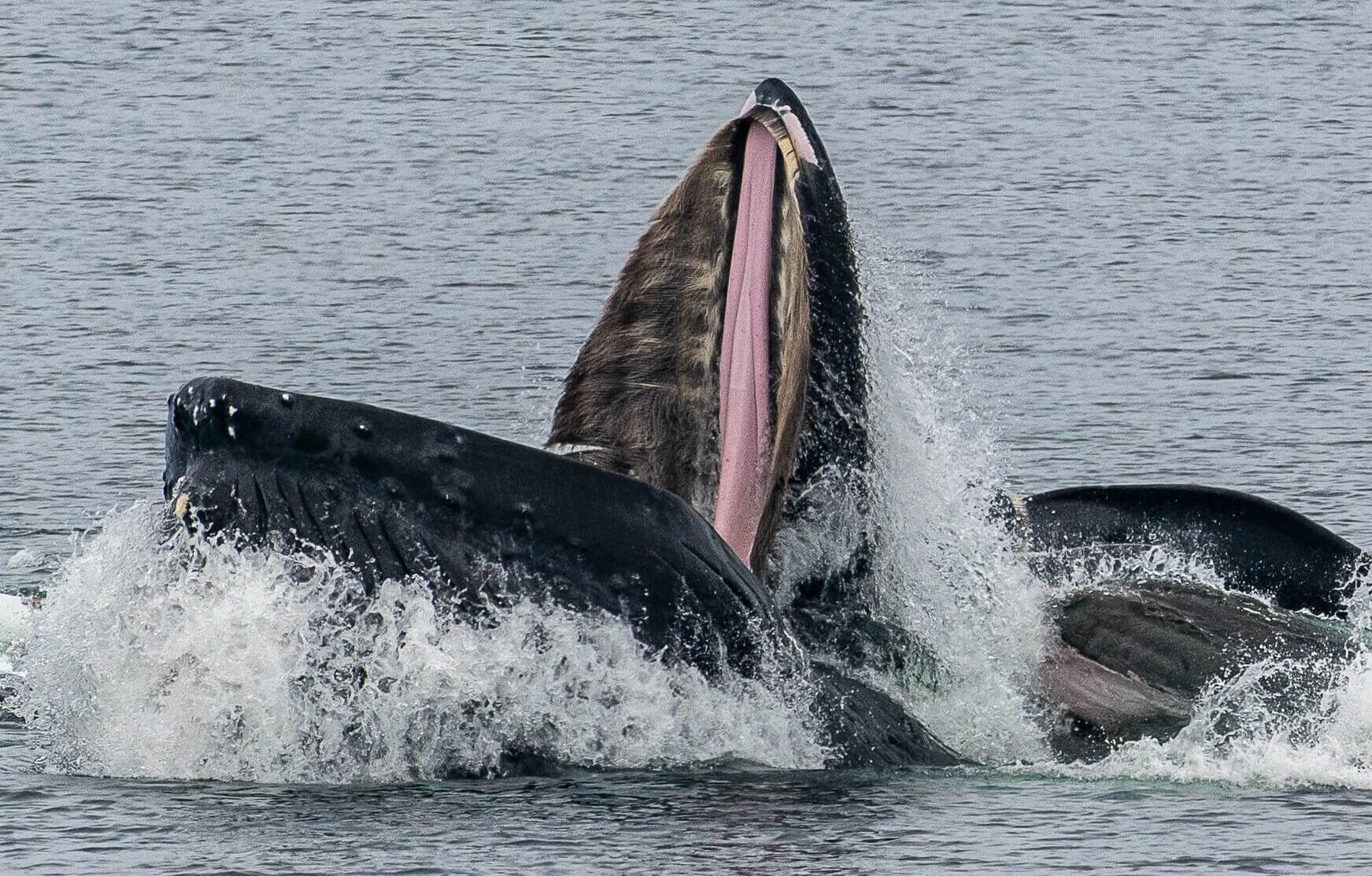 Horrifying Simulation Shows What Happens To Your Body If You Are Swallowed By A Whale