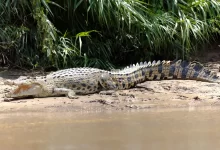 estuarine crocodile