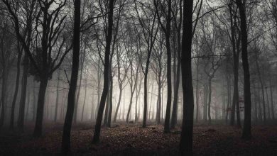 A dense, misty forest known for unexplained phenomena and mysterious sightings