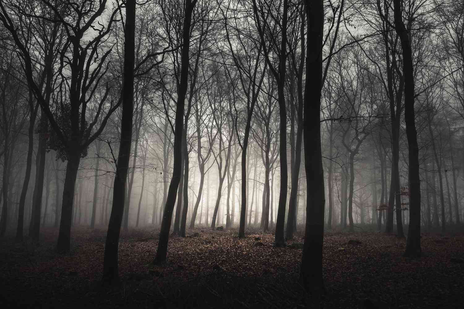 A dense, misty forest known for unexplained phenomena and mysterious sightings