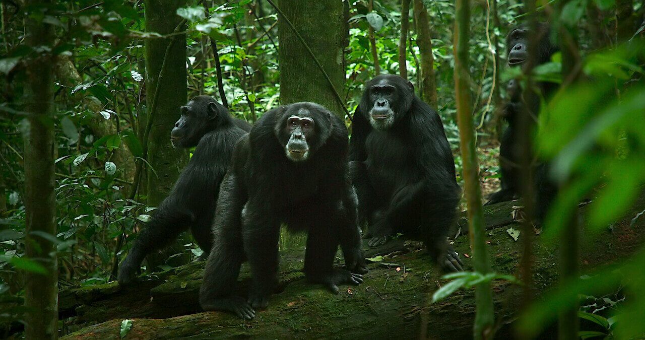 Soldiers encountering a mysterious unknown breed of jungle chimpanzee in dense forest