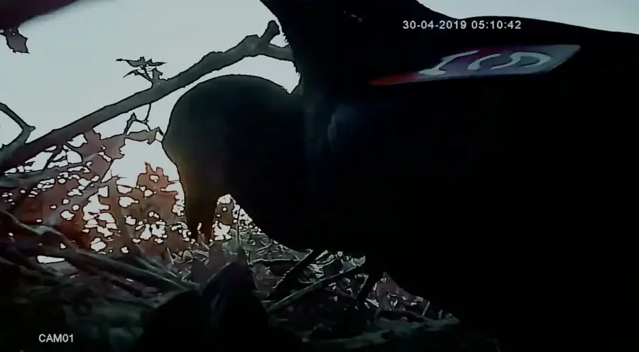 Crow being recorded while vocalizing.