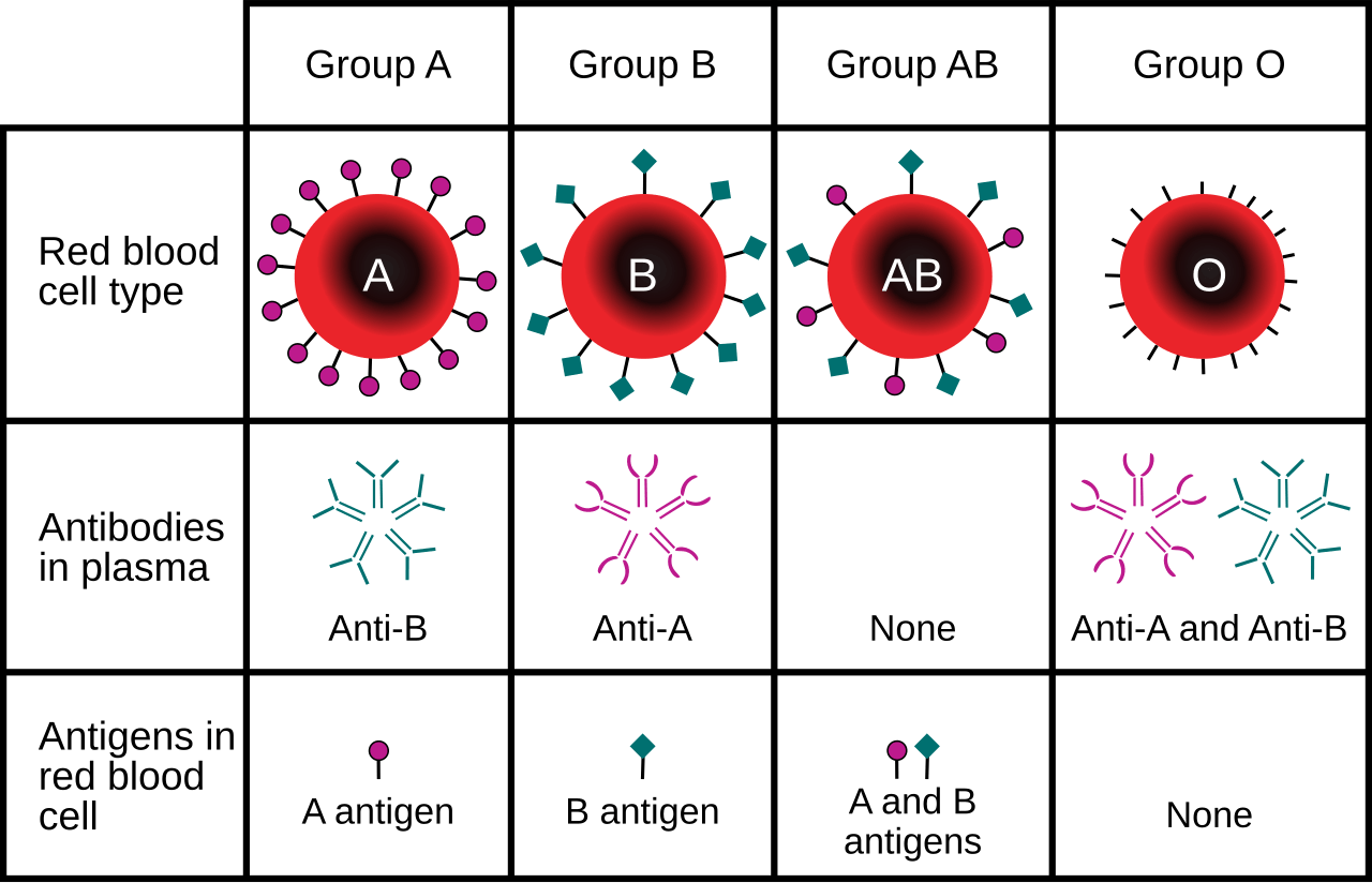Blood type (or blood group) is determined, in part, by the ABO blood group antigens present on red blood cells. 