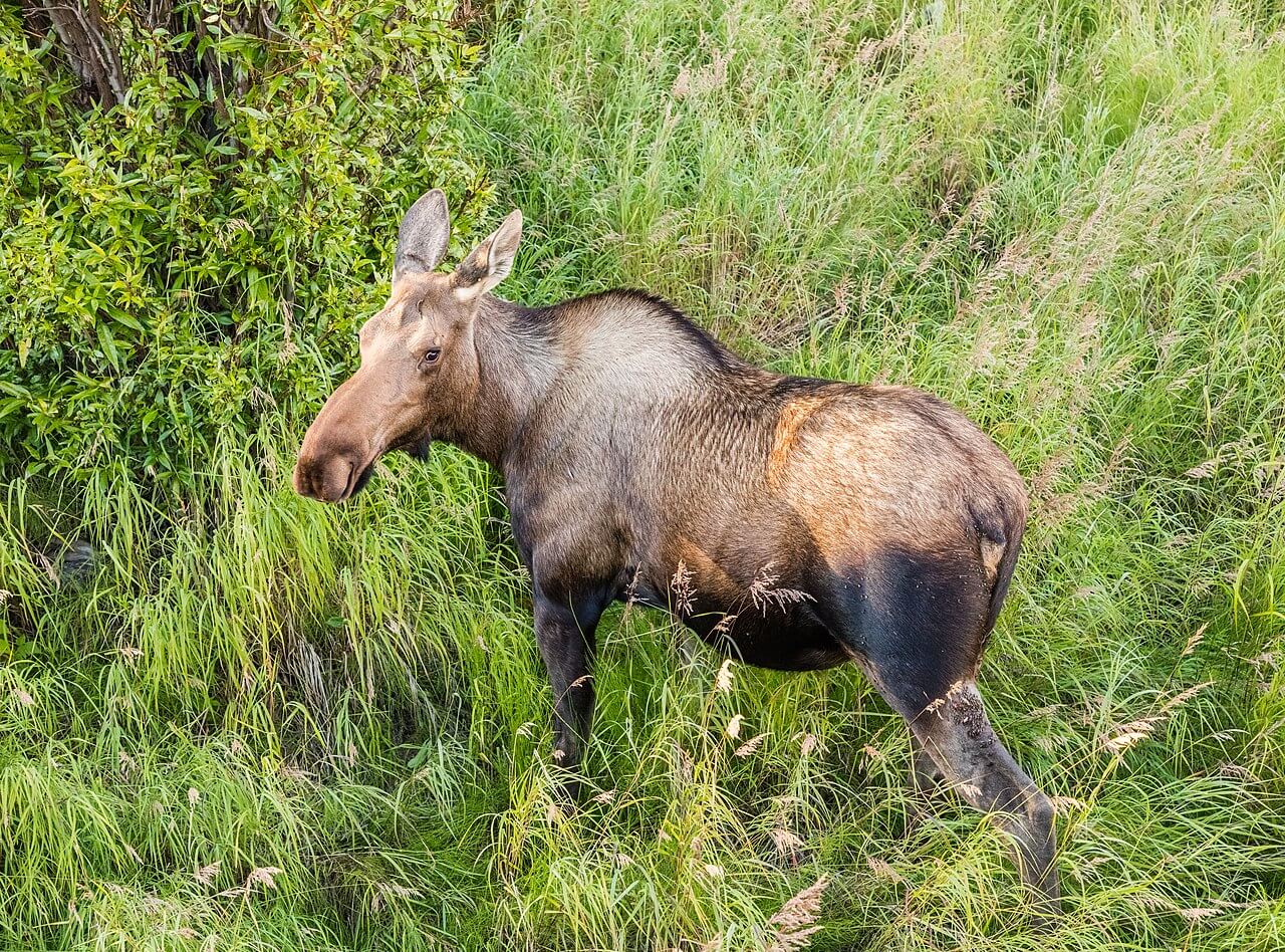 A cow (female) moose in Alaska, US.