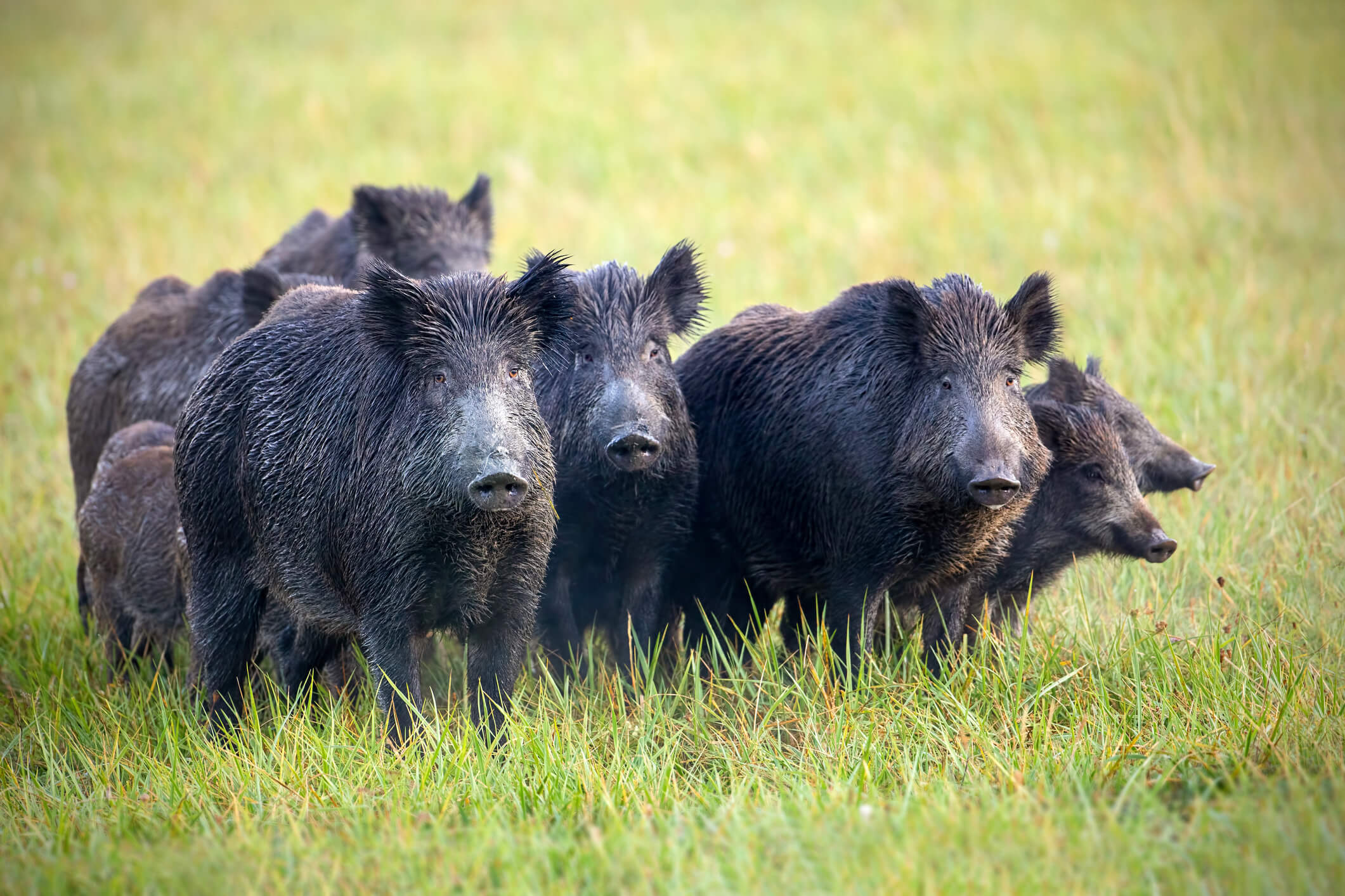 Footage From A TEXAS FERAL HOG MASSACRE Reveals An Aftermath Nobody Expected