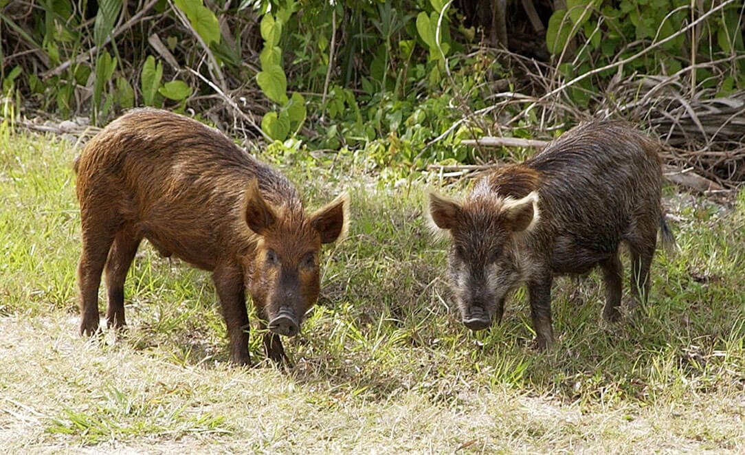 Two wild pigs near Kennedy Space Center, Florida.