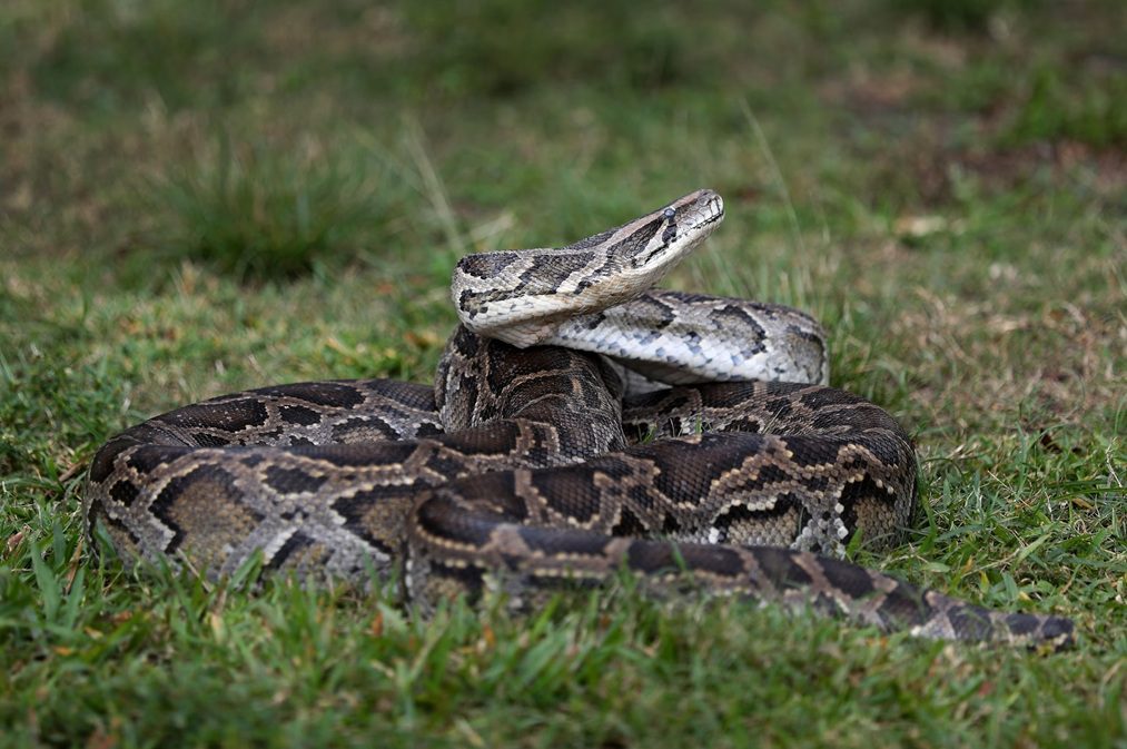 Burmese python ın open grass.