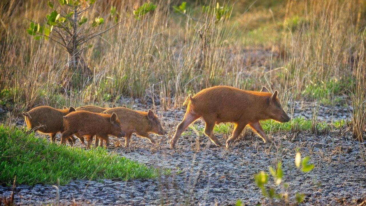 The USA Kept Losing Its Feral Hogs — When They Found The Killer They Evacuated!