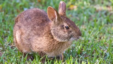 A real marsh bunny aka a python snack.