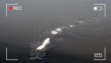 Alaska’s Version of Jaws Is Real... And It’s Bigger Than You've Ever Seen