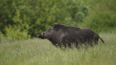 Farmers Are Using A New Method To Control 1000's of Wild Boars And The Trick Is Brilliant
