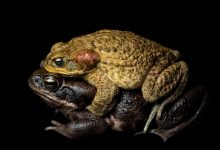 Cane toads in amplexus, a form of mating in which eggs are fertilized externally, photographed in Limón, Ecuador.