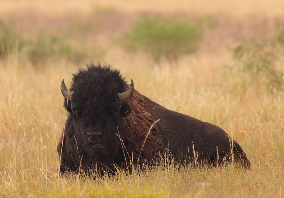 American bison