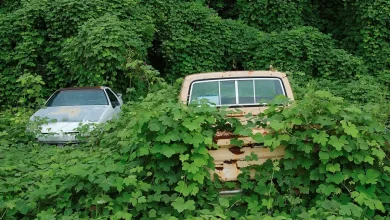 Everyone Mocked Alabama For Killing Kudzu This Way: What Happened After Proved Them Right