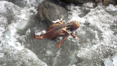 The Iceman, who lived and died in the European Alps some 5,200 years ago. His naturally mummified remains were discovered by German hikers on September 19, 1991.