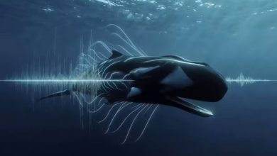 Sperm Whales Have an Alphabet: How AI Is Decoding Their Deep-Sea Conversations