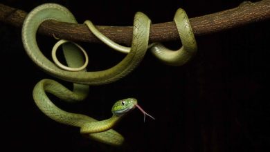 Python wrapped around a branch on a black background.